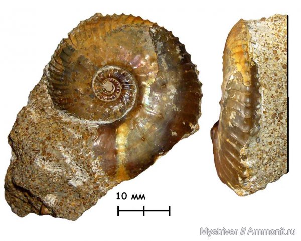 аммониты, келловей, Никитино, Gulielmiceras anterior, Gulielmiceras, Ammonites, Callovian