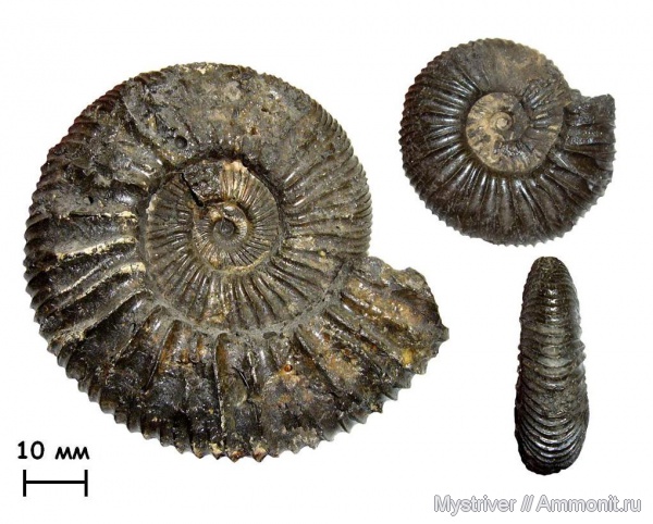 аммониты, Zaraiskites, Zaraiskites scythicus, зона Dorsoplanites panderi, волжский век, Ammonites, МДЭБЦ, МГСЮН, Volgian