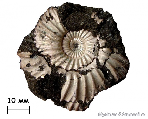 аммониты, Мневники, Epivirgatites, Epivirgatites lahuseni, зона Epivirgatites nikitini, волжский век, Ammonites, Volgian