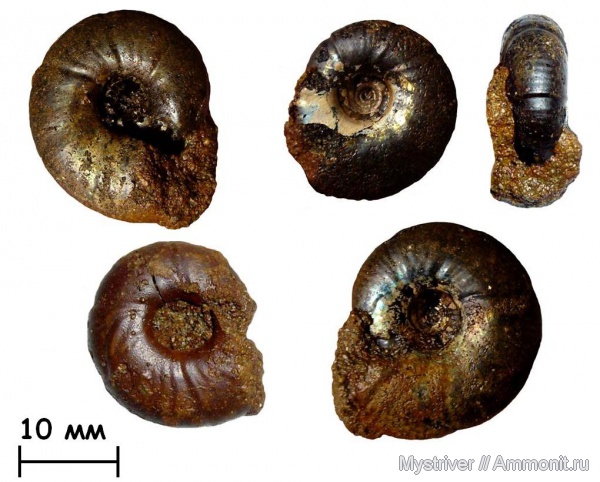 аммониты, Craspedites, волжский век, Ammonites, Craspedites kaschpuricus, зона Craspedites nodiger, Мильково, Volgian
