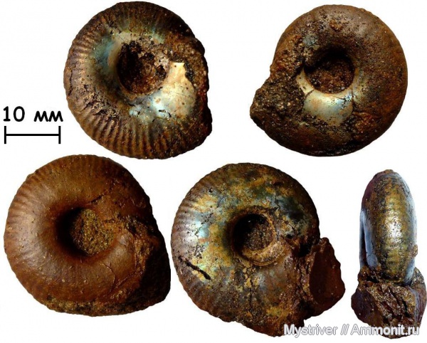 аммониты, Craspedites, Craspedites mosquensis, волжский век, Ammonites, зона Craspedites nodiger, Мильково, Volgian