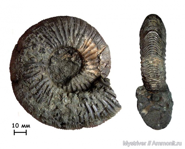 аммониты, Zaraiskites, Капотня, зона Dorsoplanites panderi, волжский век, Ammonites, Zaraiskites regularis, Virgatitidae, Volgian