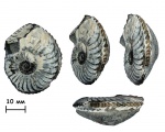 Аммонит Pleuroceras sp.