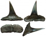 Зуб акулы Sphenodus cf. stschurowskii Kiprijanoff, 1880