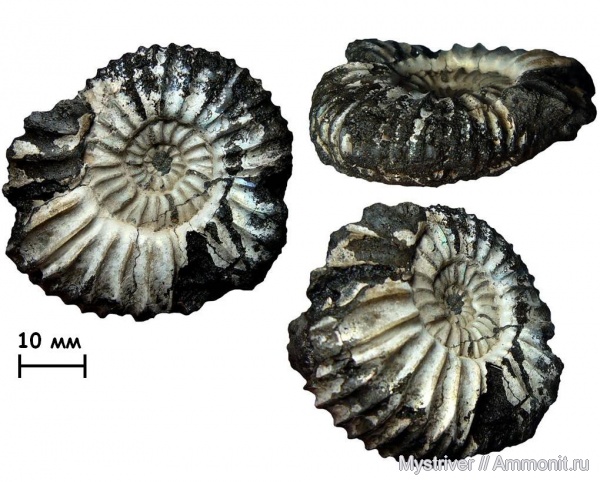 аммониты, Москва, Virgatites, Virgatites pallasianus, Ammonites, зона Virgatites virgatus, Virgatitidae