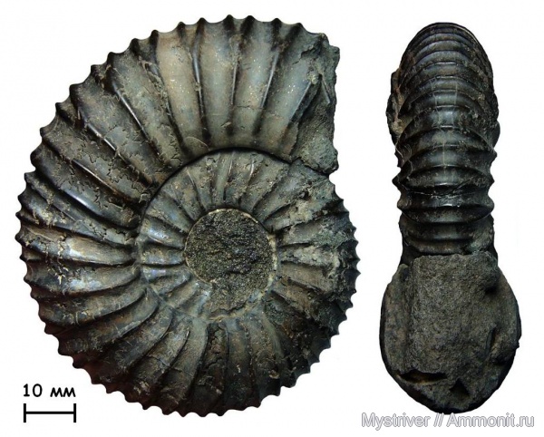 аммониты, Virgatites, Еганово, Virgatites pallasianus, Ammonites, зона Virgatites virgatus, РГОК, Virgatitidae