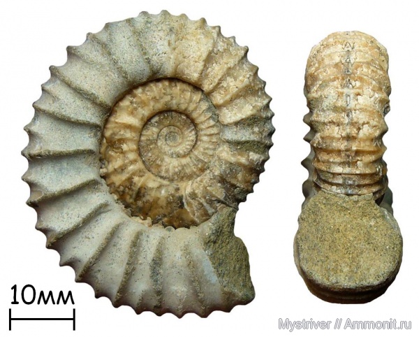 аммониты, юра, Pavlovia, волжский ярус, Ammonites, Pavlovia raricostata, Volgian, Jurassic