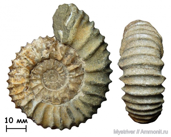 аммониты, юра, волжский ярус, Ammonites, Strajevskya, Strajevskya hypophantiformis