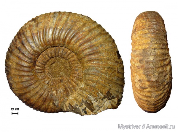 аммониты, юра, волжский ярус, Lomonossovella, Lomonossovella lomonossovi, Ammonites, Dorsoplanitidae, Volgian, Jurassic