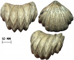 Брахиопода Russirhynchia fischeri (Rouillier, 1846)
