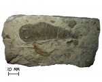 Ракоскорпион Eurypterus tetragonophtalmus (Fischer, 1839)