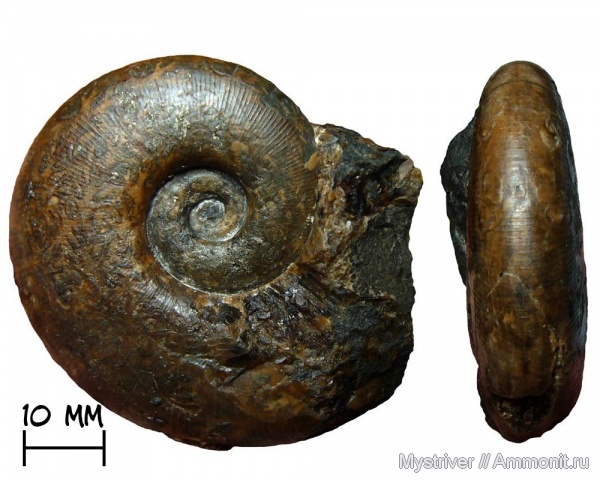 аммониты, триас, Ammonites, Arctophyllites, Arctophyllites taimyrensis, карнийский век