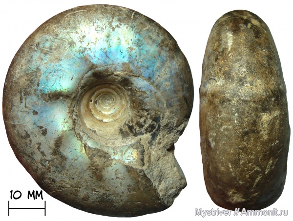 аммониты, Craspedites, Кашпир, волжский век, Ammonites, Craspedites parakaschpuricus, зона Craspedites nodiger