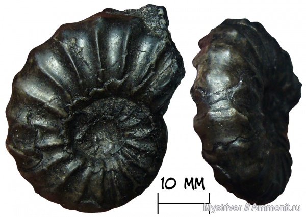 аммониты, мел, Перу, Asteroceras, Ammonites, Prolyelliceras