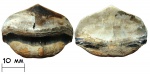Зуб Petalodus sp.