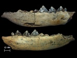 Челюсть плейстоценового волка Canis lupus