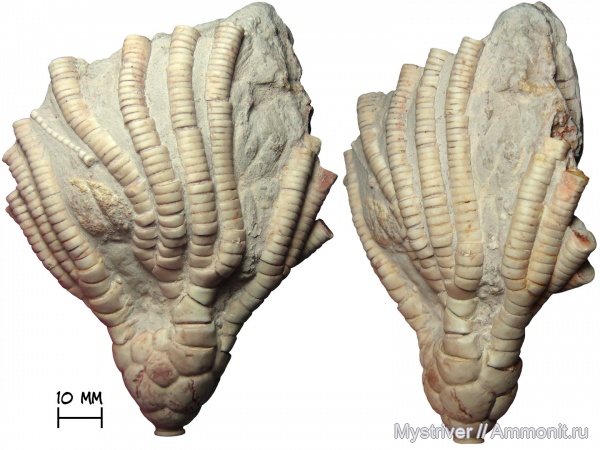 морские лилии, иглокожие, карбон, Moscovicrinus, Moscovicrinus multiplex, касимовский век
