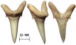 Зуб акулы Synodontaspis sp.