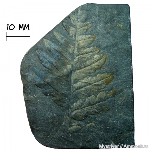 карбон, растения, каменноугольный период, Mariopteris, Mariopteris muricata