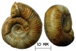 Аммонит Properisphinctes bernensis