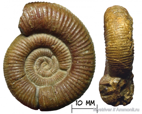 аммониты, юра, оксфорд, Perisphinctidae, Passendorferia birmensdorfense, Passendorferia
