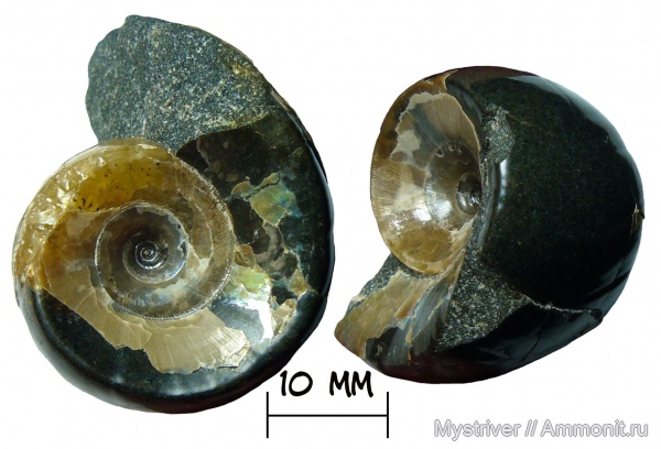 аммониты, мел, апт, Jaubertella, Lytoceratina, Jauberticeras