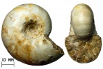 Аммонит Aspidoceras spathi