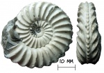 Аммонит Pleuroceras spinatum