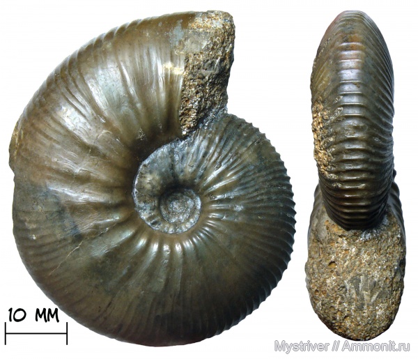 аммониты, келловей, Никитино, Sigaloceras, устье, Catasigaloceras, Catasigaloceras enodatum