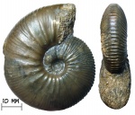 Аммонит Catasigaloceras enodatum (Nikitin, 1881) с устьем