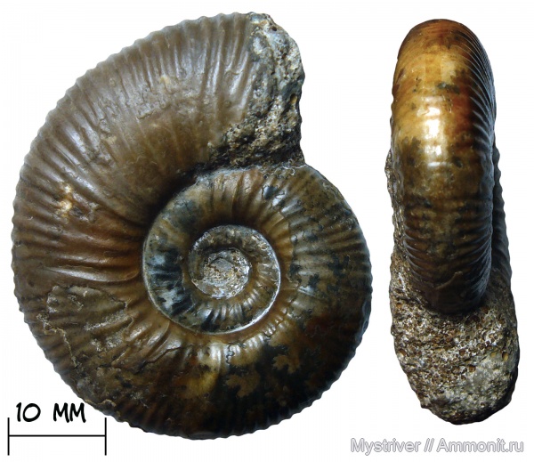 аммониты, келловей, Никитино, Elatmites, Perisphinctidae, Anaplanulites