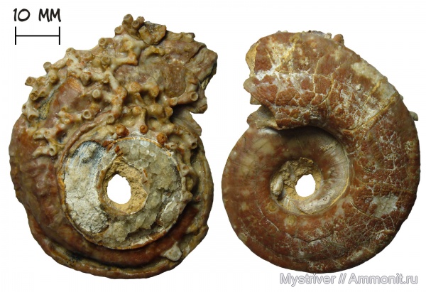 гастроподы, карбон, кораллы, Гжель, Omphalotrochus, Aulopora, Omphalotrochus canaliculatus