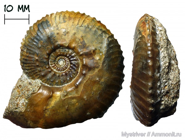 аммониты, келловей, Никитино, Gulielmiceras anterior, Gulielmiceras, Ammonites, Callovian