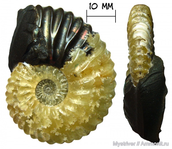 аммониты, мел, Deshayesites, апт, Шиловка