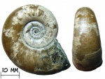 Аммонит Lytoceras sp.