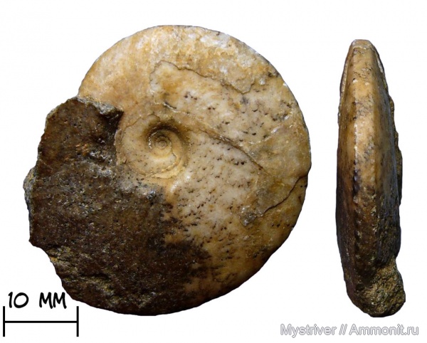аммониты, Казахстан, сеноман, Ammonites, Acompsoceras, Cenomanian