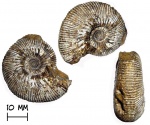 Аммонит Kepplerites sp.