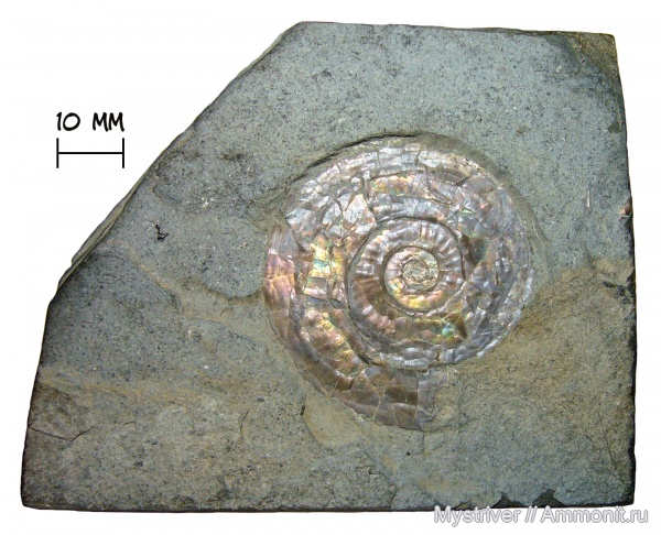 аммониты, юра, Psiloceras, Psiloceras planorbis