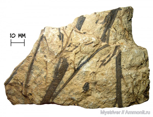 девон, растения, псилофиты, риниофиты, торгашино