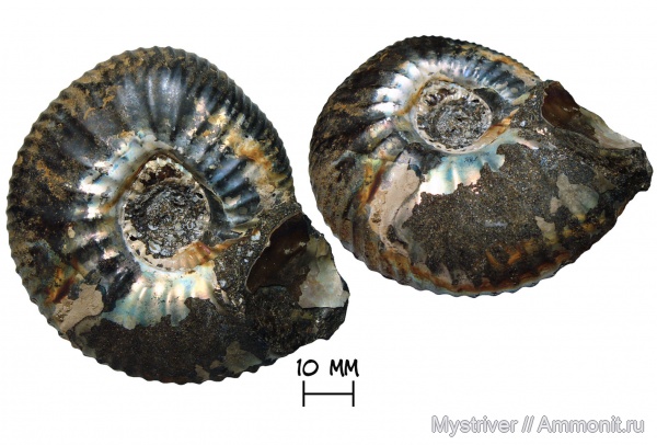 аммониты, Craspedites, титон, Craspedites subditoides, волжский век