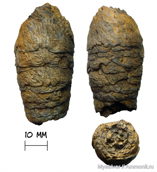 карбон, рыбы, копролиты