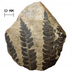 Папоротник Cladophlebis sp. Папоротник Cladophlebis sp.