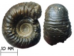Аммонит Bullatimorphites (Rugiferites) rugifer