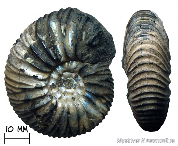 аммониты, юра, Москва, Virgatites, волжский ярус, Virgatites pallasianus, зона Virgatites virgatus
