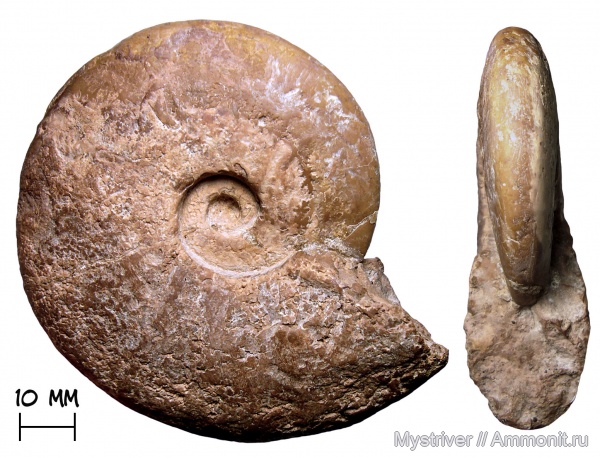 аммониты, мел, баррем, Barremites