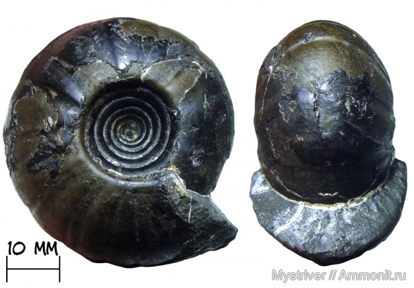 аммониты, триас, Prosphingitoides