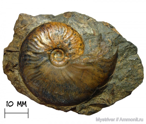 аммониты, юра, Leioceras, аален