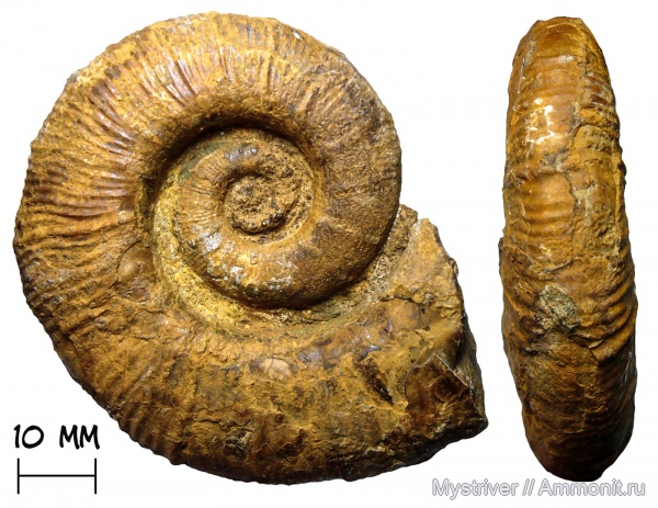 аммониты, Крым, Crioceratites