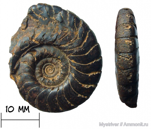 аммониты, девон, Clymeniida, гониатиты, Platyclymenia, Гониатит Platyclymenia levata