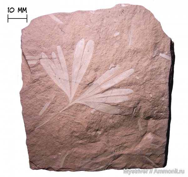 юра, растения, Ginkgoites, Ginkgoites sibirica